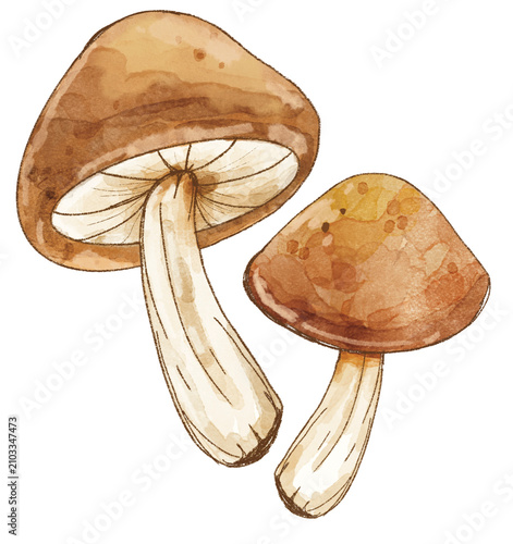Foto Mushroom