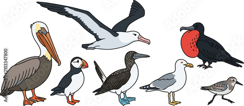 Obraz na płótnie Ocean Sea Birds and Coastal Waterfowl Vector Illustration Set Featuring Albatros