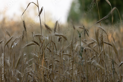 Bild auf Leinwand A golden field of ripening grain stretching across the countryside just before harvest under a clear summer sky