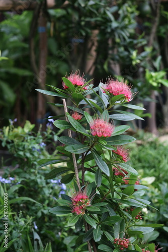 Foto Pink bottlebrush flowers blooming in a lush garden with bottlebrush callistemon