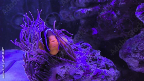 Colorful clownfish swim gracefully among vibrant anemones in a marine wonderland