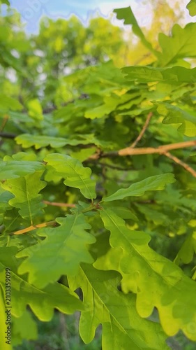 Brilliant oak leaves shimmering in the sunlight during a tranquil afternoon