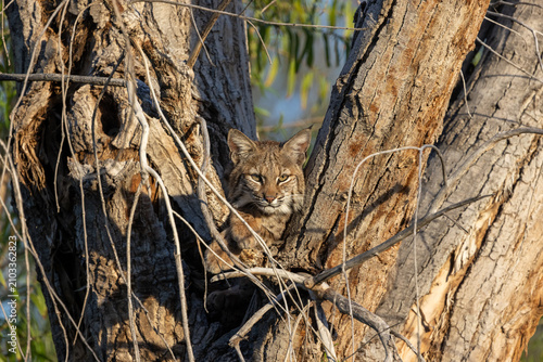 Photography Wild bobcat (Lynx rufus) resting in a tree branch during a golden sunrise