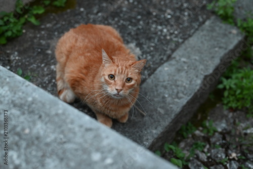 Konstfotografi Orange stray cat sitting on the stairs