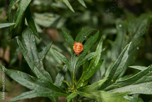 Obraz na płótnie Macro shot of a ladybug pupa on a green wild plant leaf