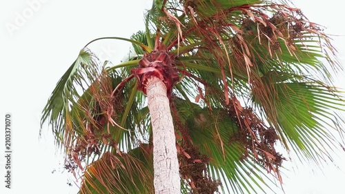 Palm tree sways gently in the breeze, showcasing vibrant green fronds and textured trunk against a bright sky, highlighting tropical vegetation in a sunny environment