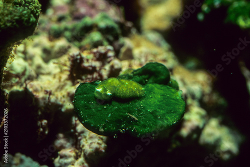 Canvastavla Algae Mimicry: Extreme close-up of the Bosellia mimetica sea slug, showcasing it