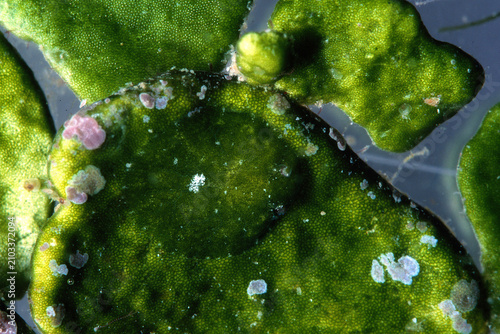Foto Algae Mimicry: Extreme close-up of the Bosellia mimetica sea slug, showcasing it