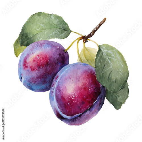 Konstfotografi Watercolor Plum vector, artistic painting style, high-resolution illustration on a pure white background