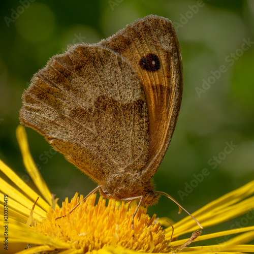 butterfly on a flower