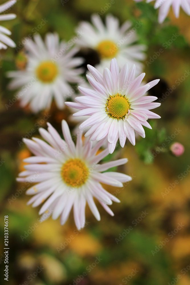Obraz premium Vertical macro view of delicate white and pink autumn chrysanthemum flowers with bright yellow centers blooming in a garden.