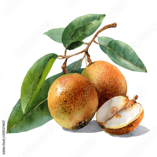 Принти на полотні Stylized watercolor Sapodilla vector, modern artistic illustration with high-quality details on a pure white background
