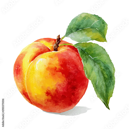 Принти на полотні Peach watercolor vector, hand-painted style, high-quality illustration isolated on white background