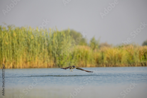 Fotografia Osprey gliding just above the lake after takeoff