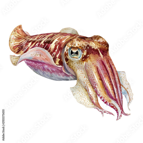 Принти на полотні Cuttlefish watercolor vector illustration, high-quality artwork isolated on a pure white background
