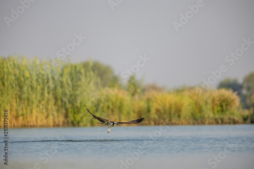 Quadro em tela Osprey gliding low with wings extended over the water