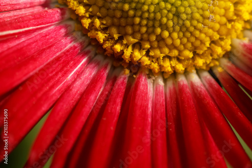 Close up view of red daisy petals and pollen center with macro photography