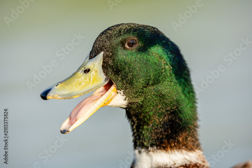 Canvastavla Close-up portrait of a calling male mallard duck