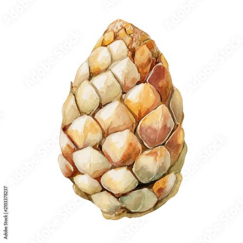 фотографія Pine Nut watercolor vector illustration, high-quality artwork isolated on a pure white background