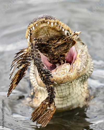 American Alligator With a Fish Catch Open Wide Scavenging 