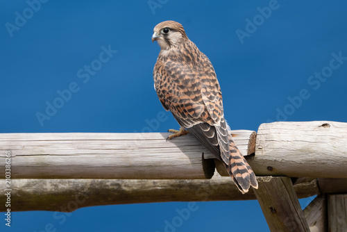 Beautiful kestrel perched on wood against blue sky