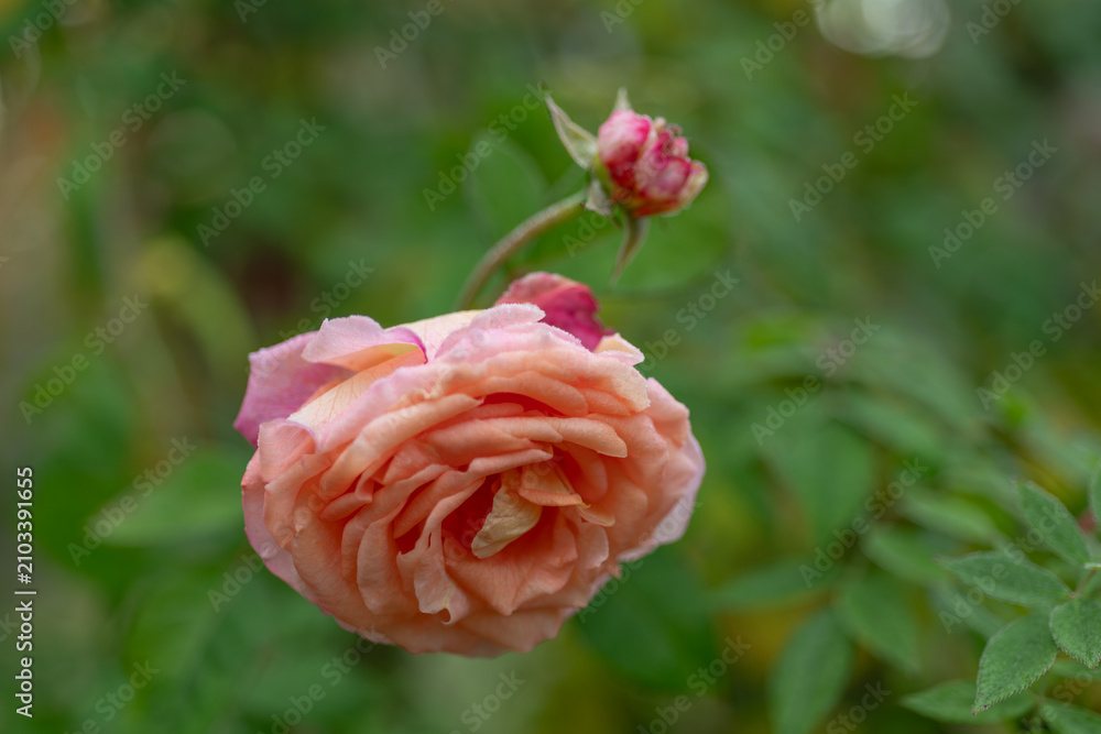 Obraz premium Blooming peach rose with lush layered petals and fresh flower buds. Romantic garden flower captured with soft natural light and blurred green background.