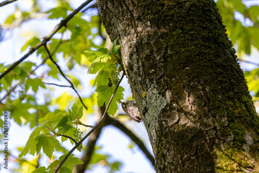 Fototapeta premium Treecreeper on a moss-covered tree trunk