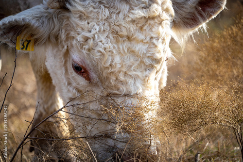 Foto cow face close up