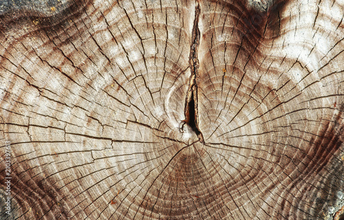 Wood texture background, tree trunk cross section