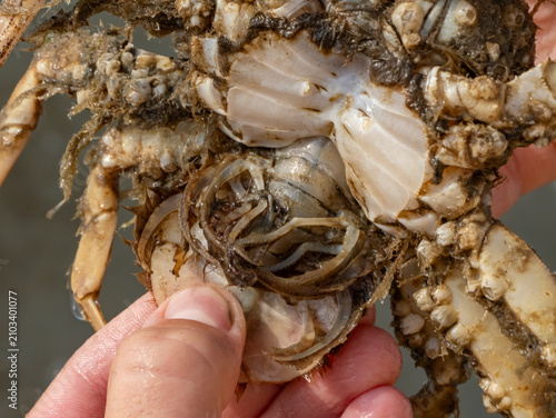 Foto Macro close-up of the abdominal appendages (pleopods) of a female European green