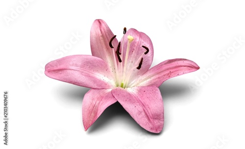 LA Hybrid Lily: a division of hybrid lily, its botanical name cultivar is Lilium 'Brindisi' (isolated on white background).
