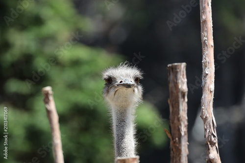 Foto ostrich peering over a wooden stick fence (macro, close-up, sunshine) 5066