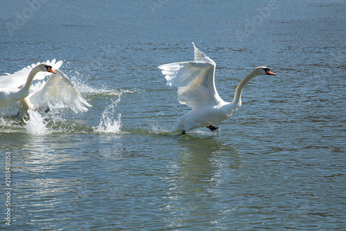 Foto Several beautiful adult white mute swans are taking off from the wide river surface at the same time on a bright sunny day