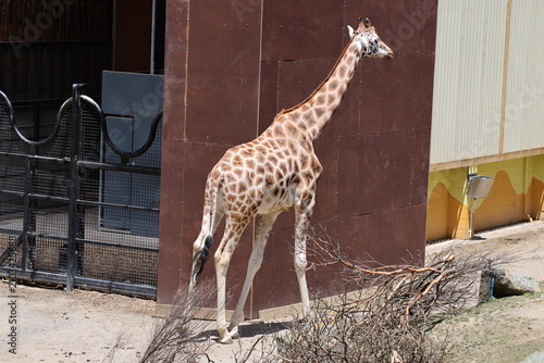 giraffe standing, walking away beside large building, bright sunshine (wide-angle) 5068