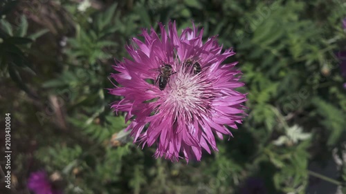 Top view of Persian cornflower (Psephellus dealbatus) with two honey bees sitting on it, then one bee flies away, close-up, slow motion