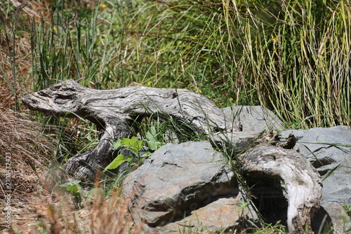 Foto weathered driftwood, old tree trunk resembling animal, distinctive, shape from n
