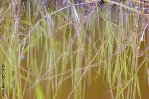 The reflection on the water of the grass growing in a pond