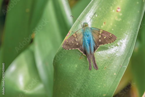 A blue long-tailed skipper butterfly resting on a lily leaf