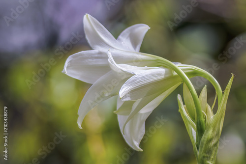 Intertwined Madonna lily flowers illuminated by the morning sunlight