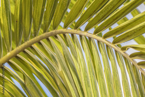 Wax palm leaves illuminated by the morning sunlight