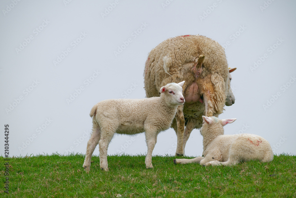 Obraz premium Mother sheep with two lambs on green grass under cloudy sky in pastoral setting