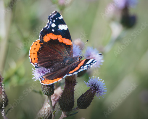 Konstfotografi Red Admiral (Vanessa atalanta), with Black Wings, Red Bands and White Spots Feed