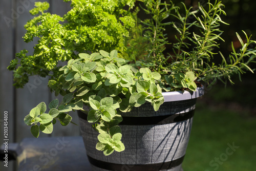 Container herb garden with curly parsley, oregano and rosemary in a barrel planter outdoors