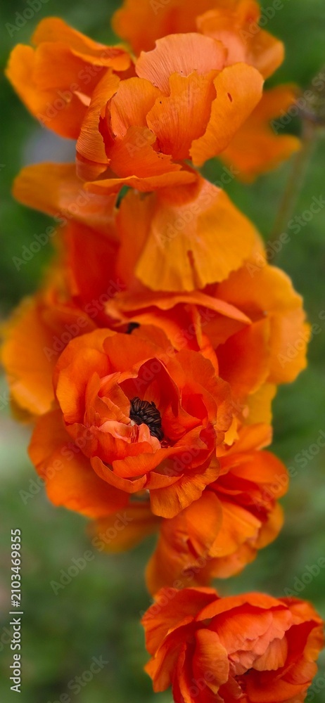 Obraz premium ranunculus at garden in the spring