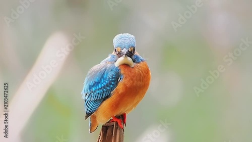 Close up portrait of a colorful Common Kingfisher perched on a dried reed stem against a smooth blurred natural background