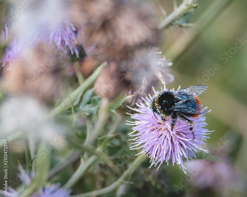 Fotografía Red‑Tailed Bumblebee Covered in Pollen Feeding on a Thistle at Cresswell Pond No