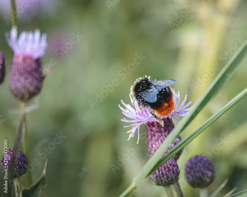 Cuadro en lienzo Red‑Tailed Bumblebee Covered in Pollen Feeding on a Thistle at Cresswell Pond No