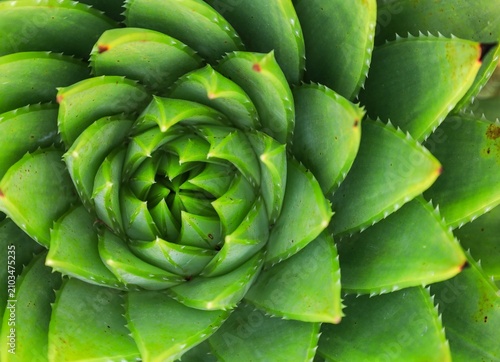 aloe vera plant