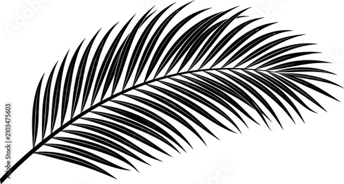 Foto Tropical palm leaf silhouette black frond branch vector illustration isolated on white background for exotic summer beach or safari graphic design