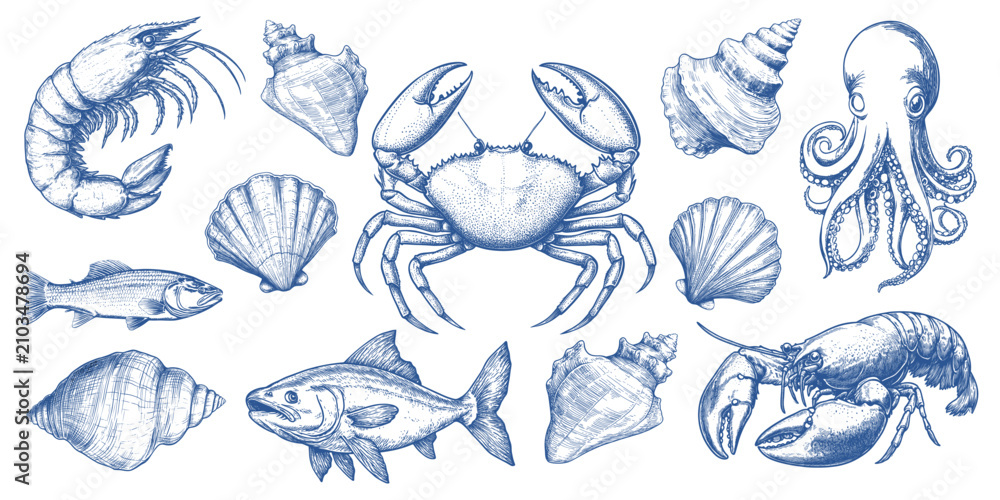 Obraz premium Vintage marine life illustrations vector element set
